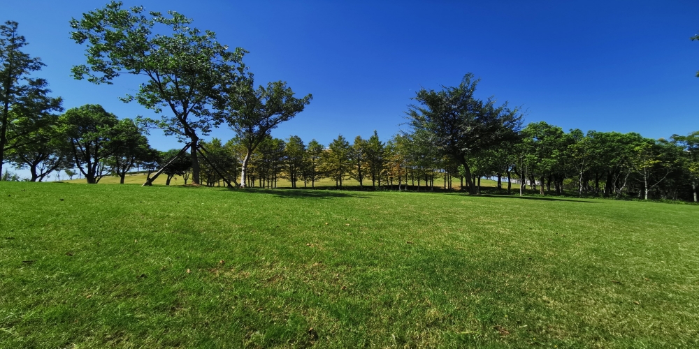 合肥廬陽區(qū)廬州公園一期綠化景觀養(yǎng)護(hù)